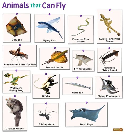 air animals pictures with names|25 Mammals that Fly (A to Z List with Pictures) – Fauna Facts.